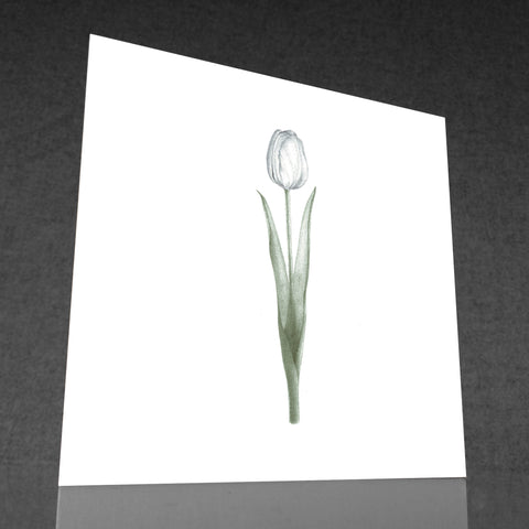 Parva tulipa Sympathy Card - by Keith Pirie