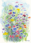 Cornflowers - Unframed Original Watercolour By Gillian Kingslake